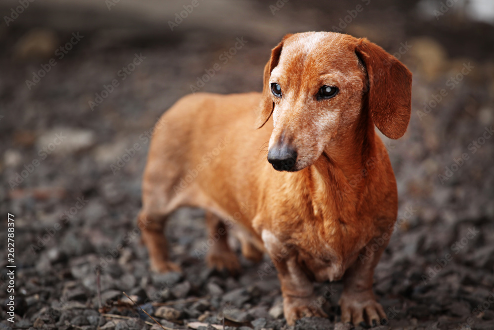 walking dachshund dog garden 