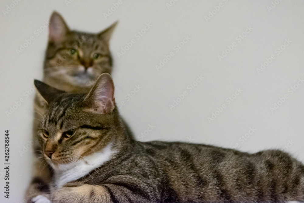 Two cats thinking deeply 
