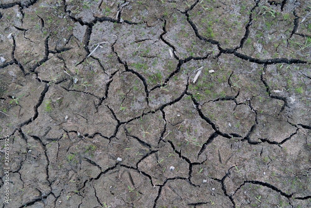 The soil surface is cracked and has small grass covered. The soil surface is cracked and has small grass covered.