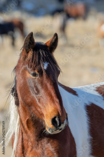 Wild Horse Close Up Portrait