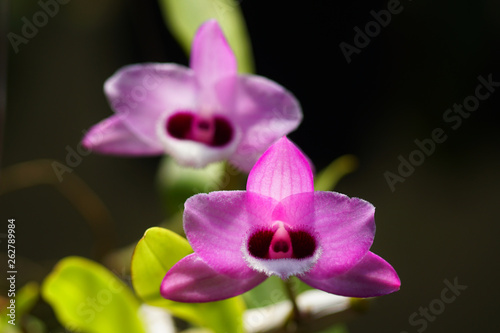 The species orchids is Dendrobium at nursery in Thailand  Black background with beautiful Paphiopedilum godefroyae and free space for text. Activities and garden in holiday.