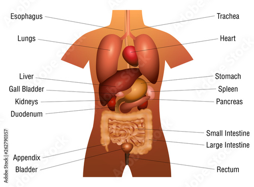 Internal organs chart - 3d anatomy diagram with inner organs and appropriate names - isolated vector illustration on white background.