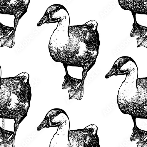 Vector pattern with hand drawn illustration of goose isolated.