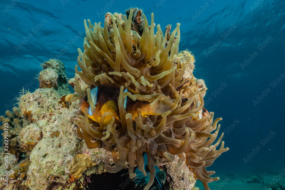 Clownfish in the Red Sea Colorful and beautiful, Eilat Israel Clownfish in the Red Sea Colorful and beautiful, Eilat Israel