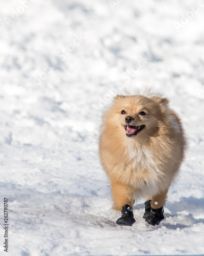 Cute Tan and White Pomeranian Dog Standing in the Snow Wearing Snow boots  © Karen