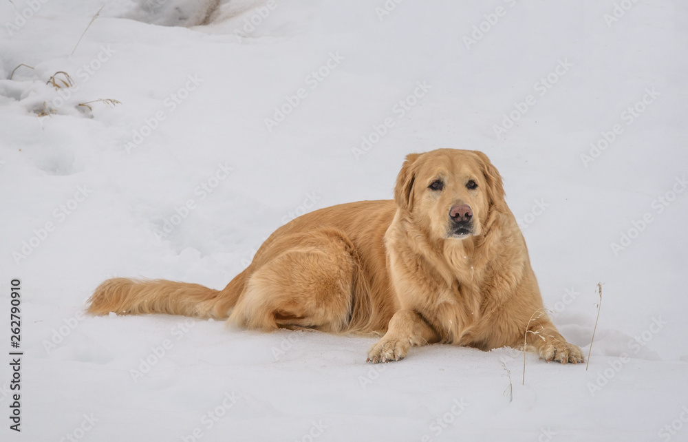 Beautiful Large Golden Retriever Dog Relaxes in the Snow after a Winter Hike