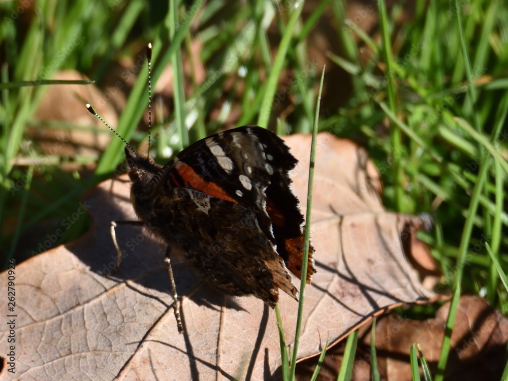 Papillon Vulcain dans un jardin dans le Béarn, sud ouest de la France Papillon Vulcain dans un jardin dans le Béarn, sud ouest de la France