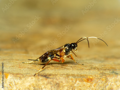 European hornet marco short (Vespa crabro) busy building a hornet's nest © nopporn