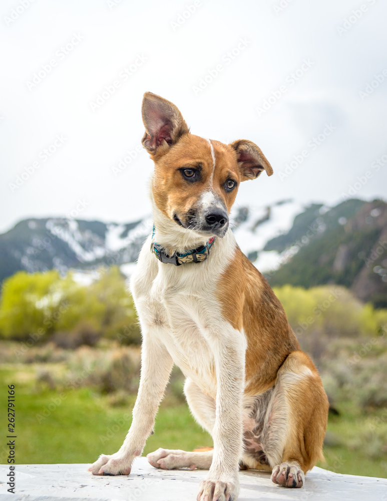 Cute Young Puppy - Cattle Dog Shepherd Mix Breed Dog Poses For a Pet Portrait - Spring Green Meadow with Snow Capped Mountains and Ski Runs in Background - Adele at Aspen Meadows