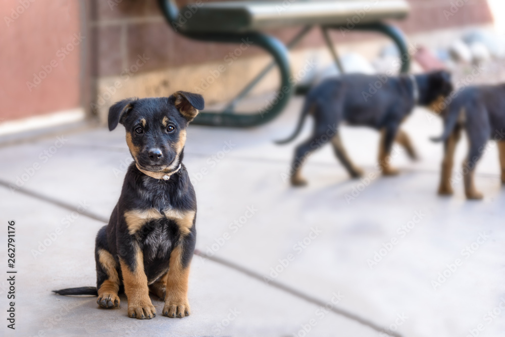 Black and Tan Brown Puppy German Shepherd Rottweiler Mix Young Dog Up for  Adoption at Animal Shelter (Aspen, Colorado) Stock Photo | Adobe Stock