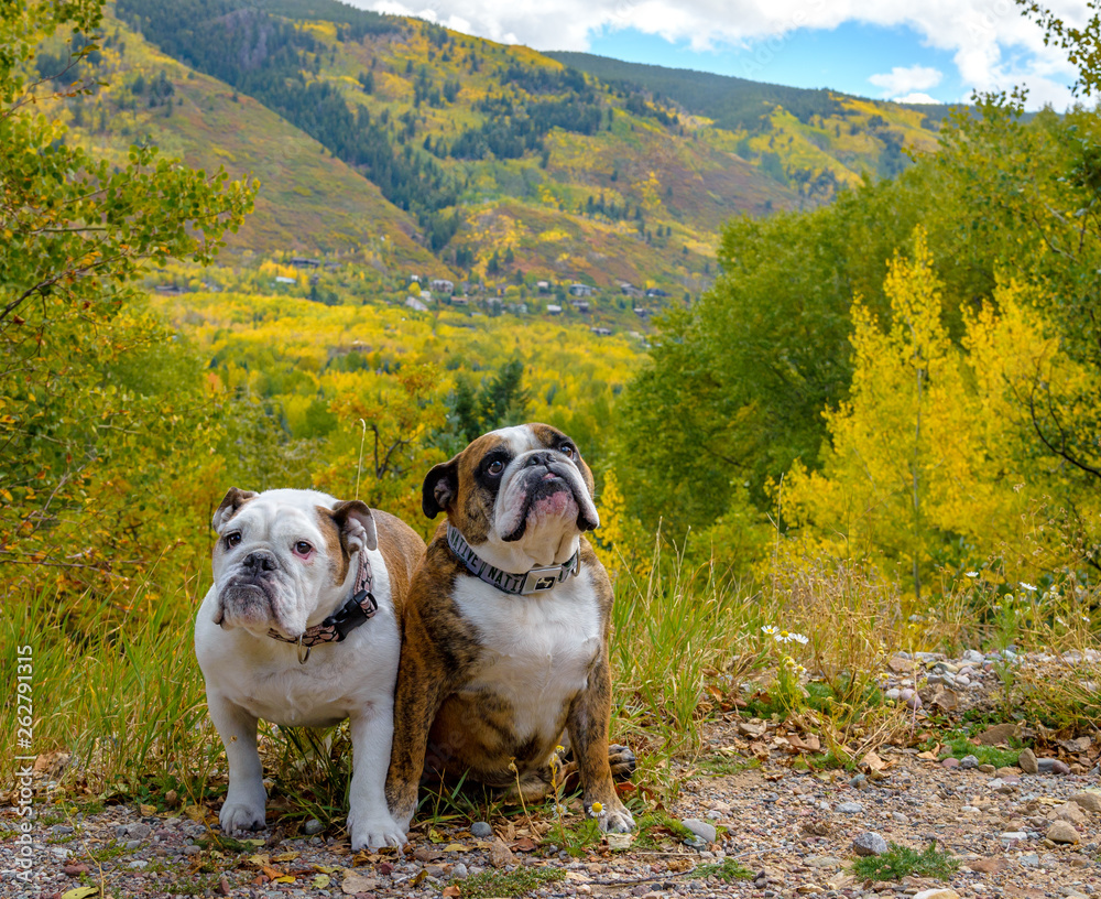 are bulldogs allowed in colorado