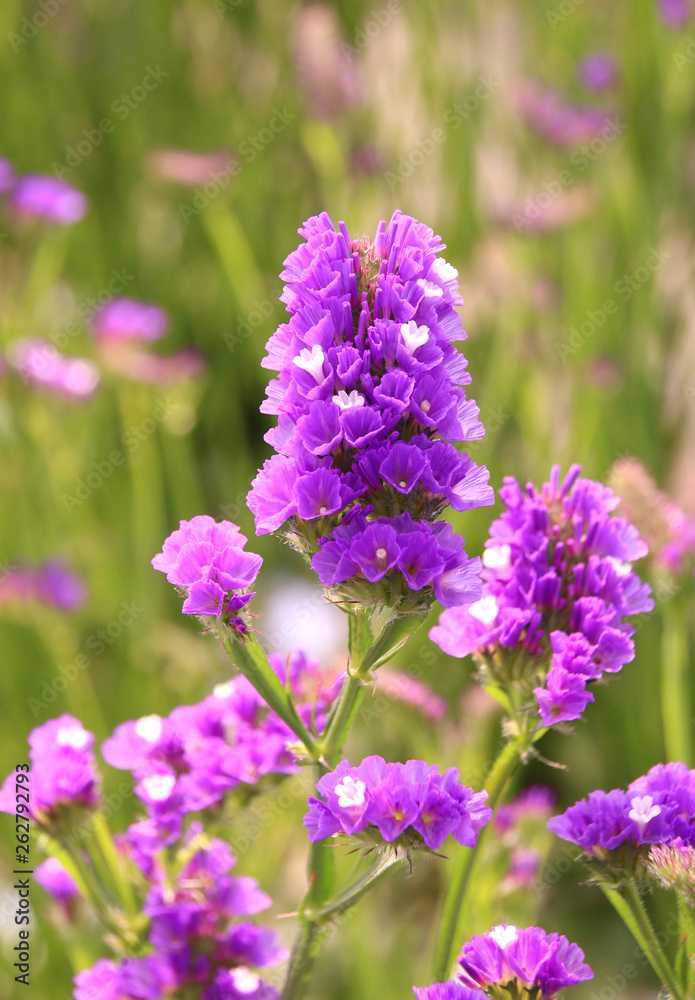 Obraz premium スターチス