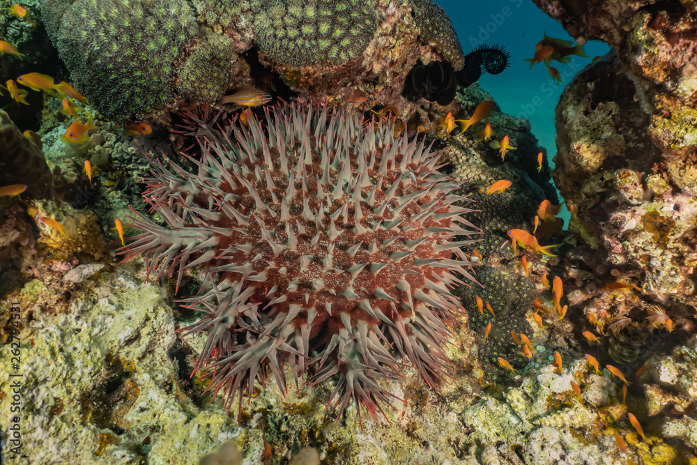 Obraz premium Coral reefs and water plants in the Red Sea, Eilat Israel