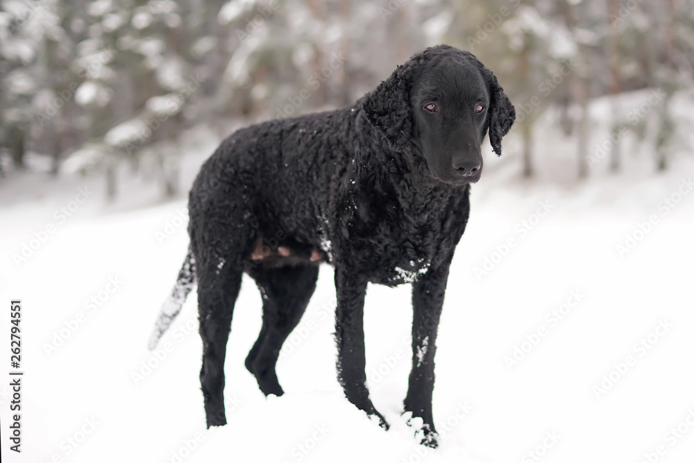 Black curly coated Retriever dog staying on a snowdrift in winter