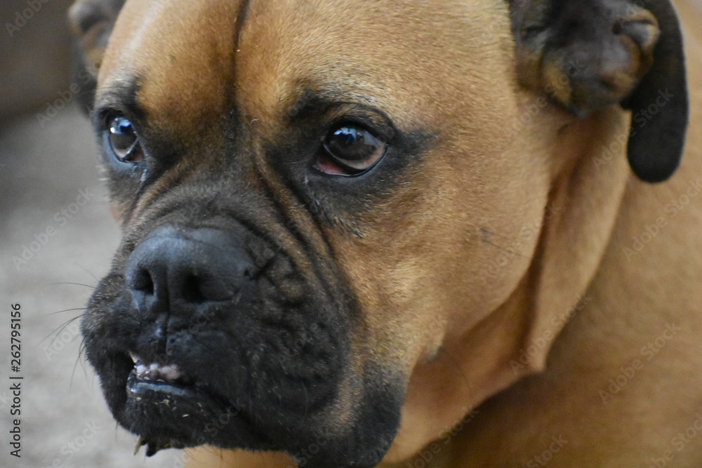 Fototapeta premium brown boxer dog close up portrait