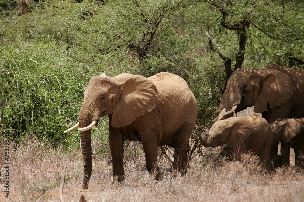 African Elephants in Kenya Africa