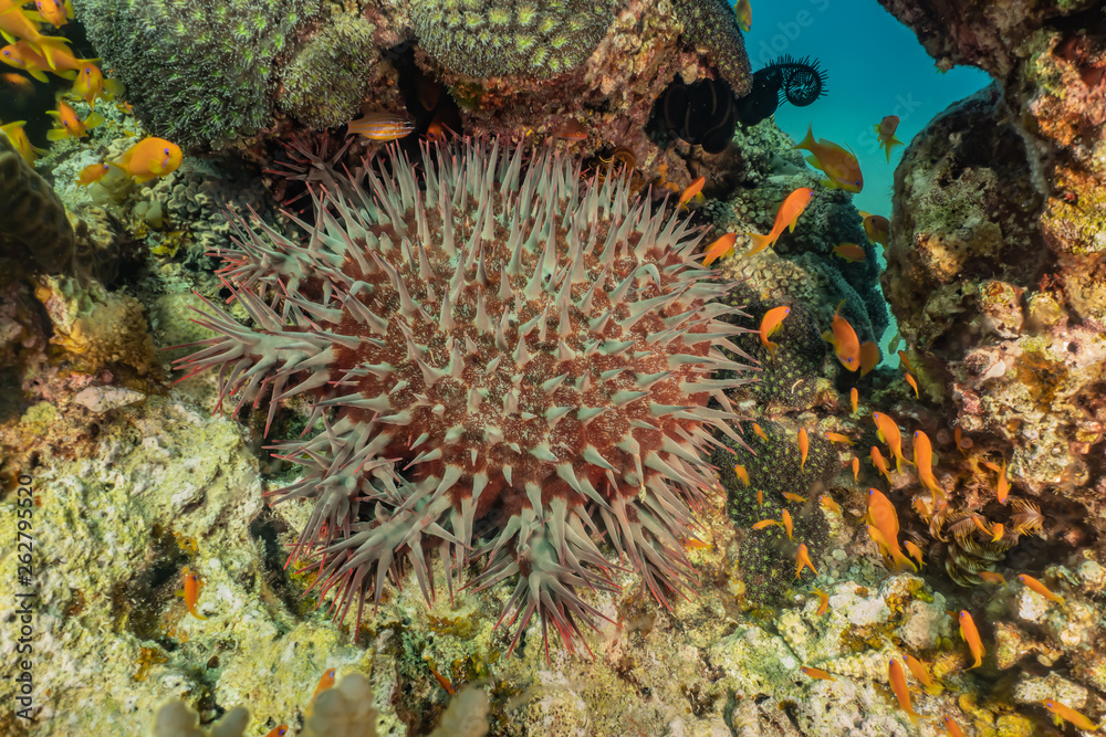 Obraz premium Coral reefs and water plants in the Red Sea, Eilat Israel