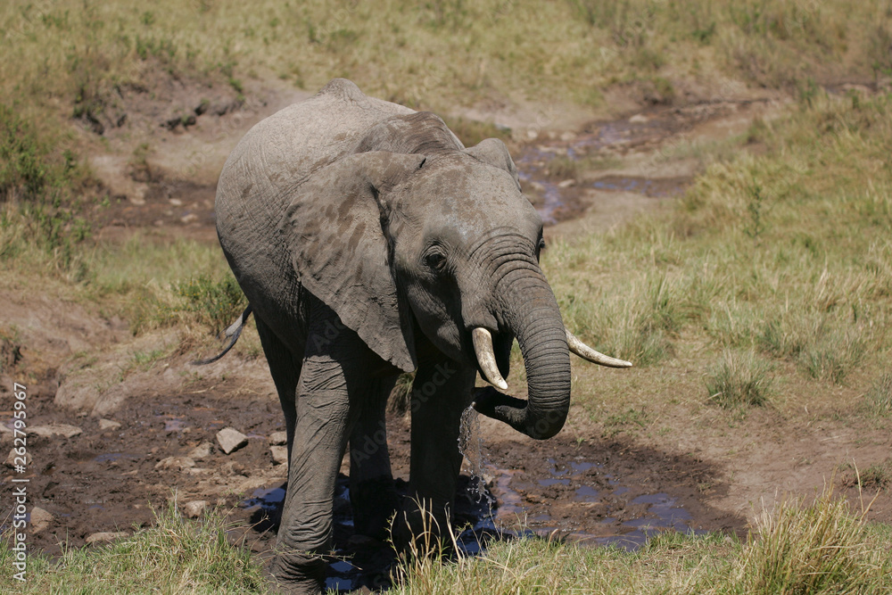 Fototapeta premium African Elephants in Kenya Africa