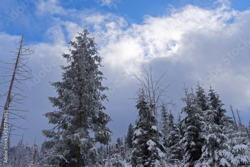 Pine trees in winter against cloudy sky