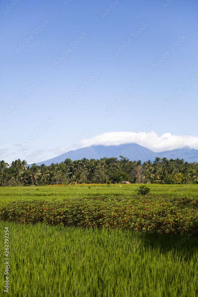 Paddy rice field in clear light day