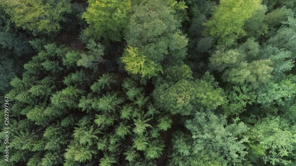Aerial top down view of forest. Drone shot flying up over fir and deciduous trees. Nature background in 4K resolution Aerial top down view of forest. Drone shot flying up over fir and deciduous trees. Nature background in 4K resolution