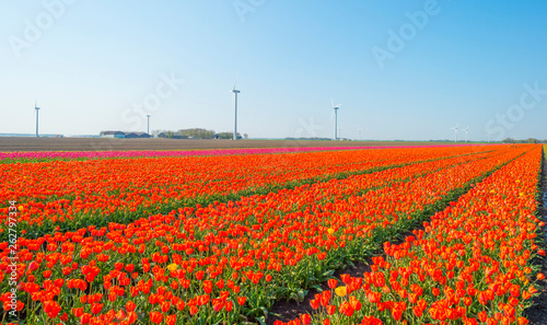 Fototapeta Naklejka Na Ścianę i Meble -  Field with flowers below a blue sky in sunlight in spring