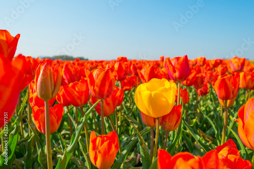 Field with flowers below a blue sky in sunlight in spring