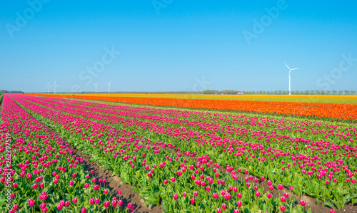 Field with flowers below a blue sky in sunlight in spring
