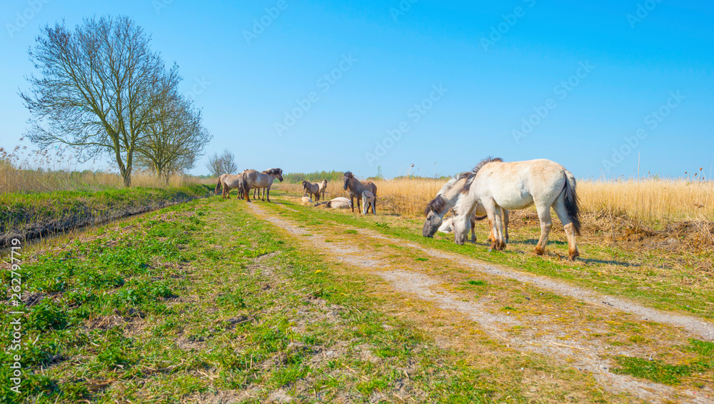 Naklejka premium Horses in a field of a natural park in sunlight in spring