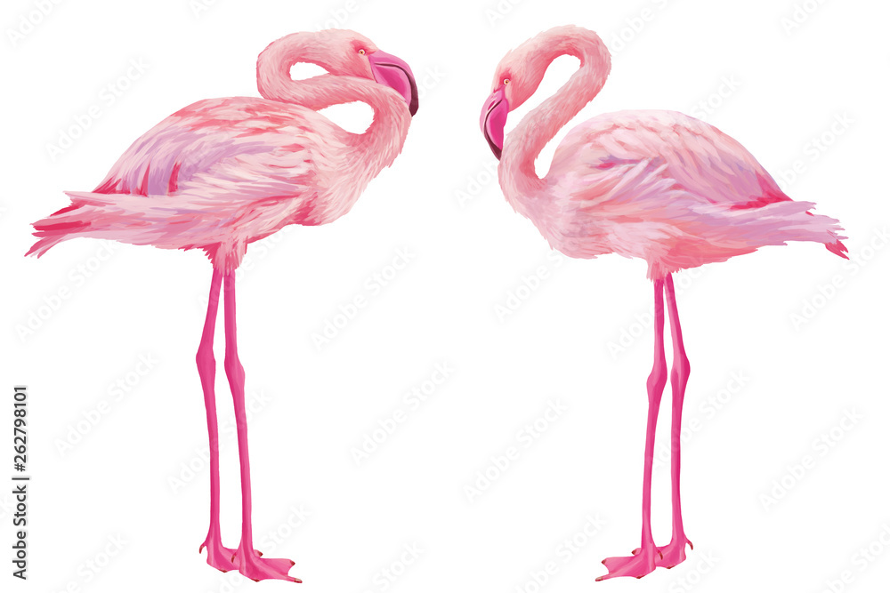 Obraz premium Jasny ciągnione American Flamingo zestaw na białym tle