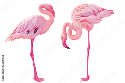 Bright drawn american flamingo set isolated