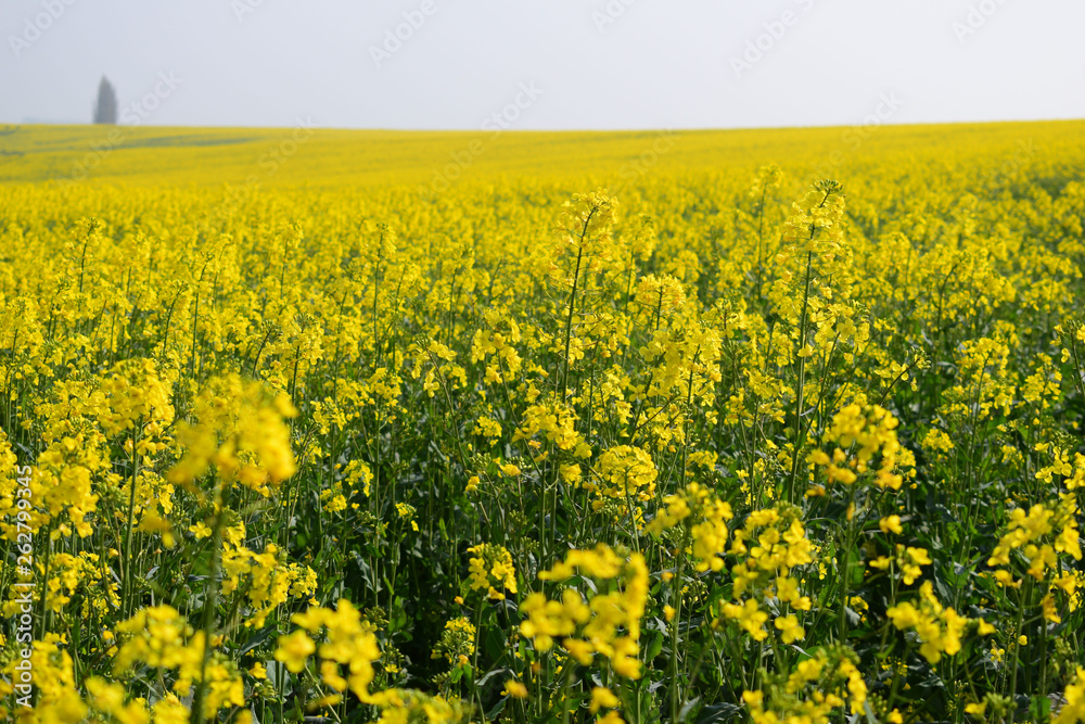 A field of Rapeseed flowers in Grantham, UK
