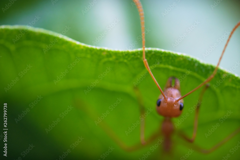 Fototapeta premium Ants macro on green leaves