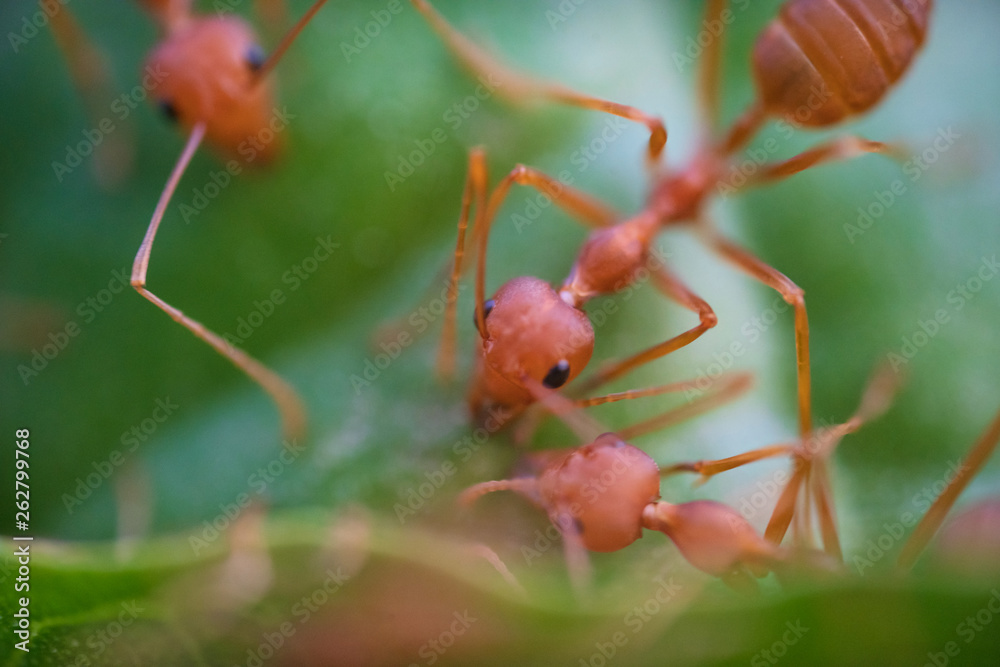 Ants macro on green leaves Ants macro on green leaves
