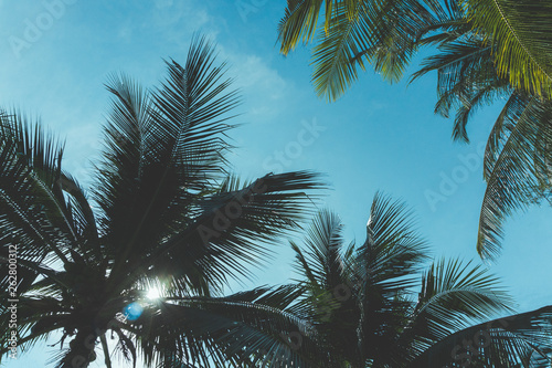 Vintage toned palm tree over sky background