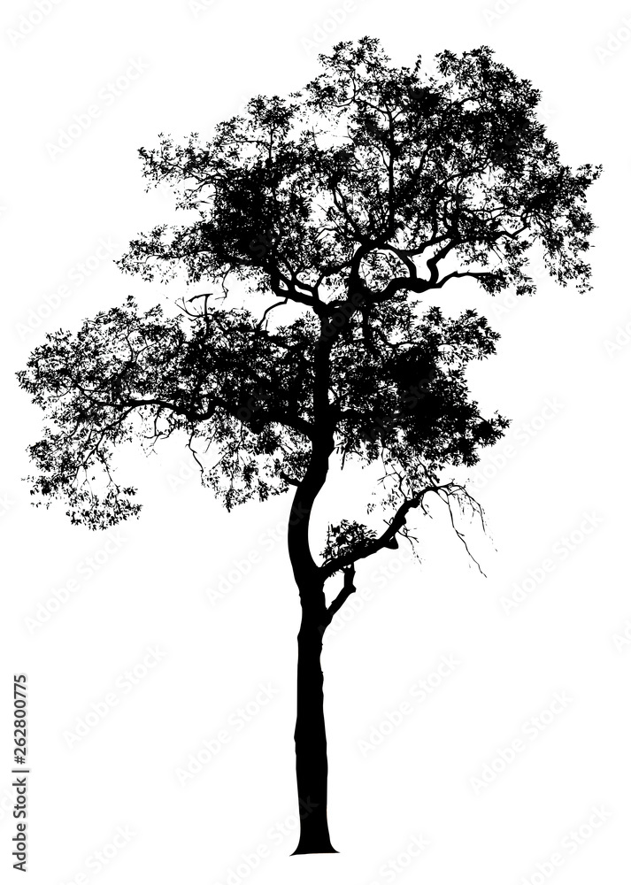 Obraz premium Silhouette tree isolated on a white background. Clipping path included