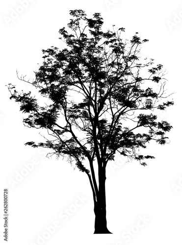 Silhouette tree isolated on a white background. Clipping path included © Mongkon N. Thongsai