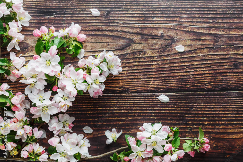Sakura blooming on a dark rustic wooden background. Spring background with blossoming apricot branches and cherry branches Sakura blooming on a dark rustic wooden background. Spring background with blossoming apricot branches and cherry branches