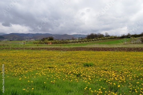 meadow full of yellow dandelions