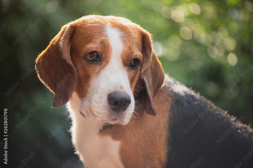 Beagle dog portrait Beagle dog portrait