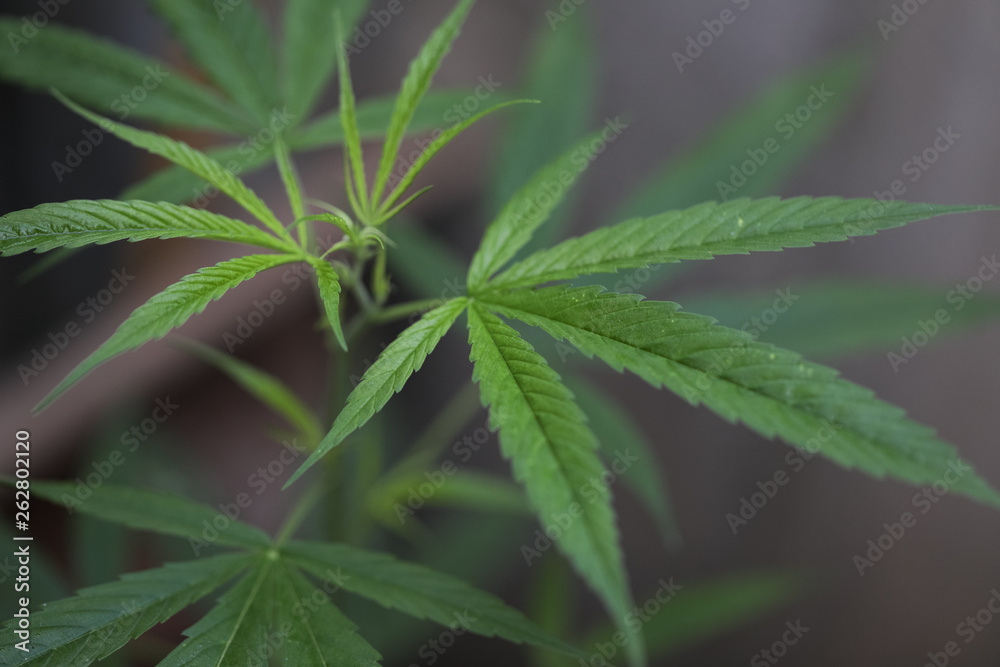 Backgrounds of Beautiful Cannabis trees are growing on the ground, Used to study the treatment of diseases. Backgrounds of Beautiful Cannabis trees are growing on the ground, Used to study the treatment of diseases.