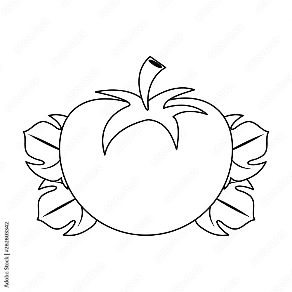 Tomato on leaves fresh vegetable in black and white
