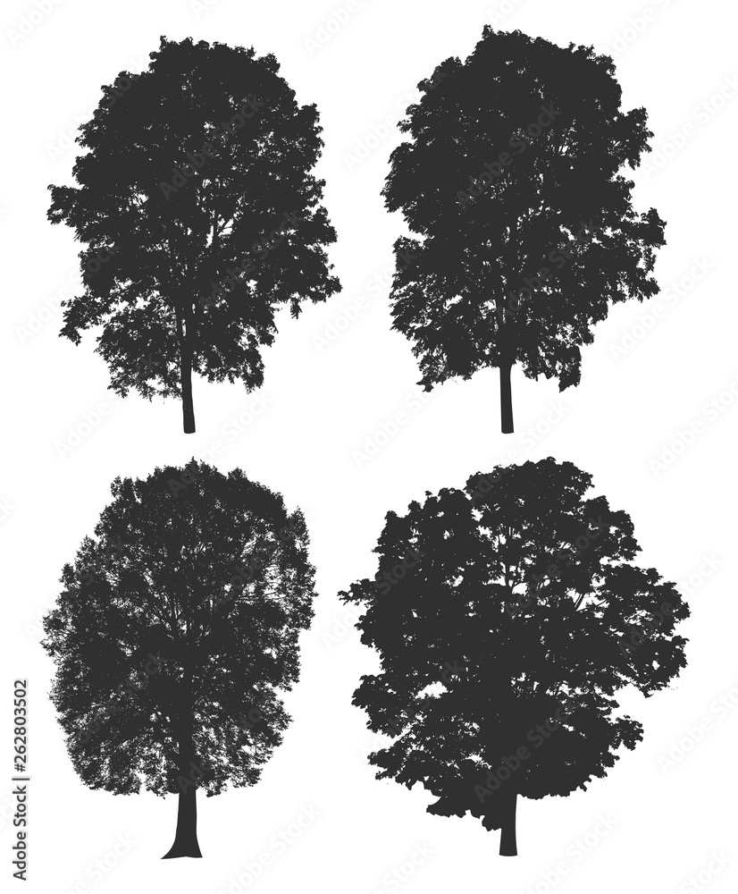 Fototapeta premium Tree set collection isolated on white background. Silhouette trees. Clipping path included