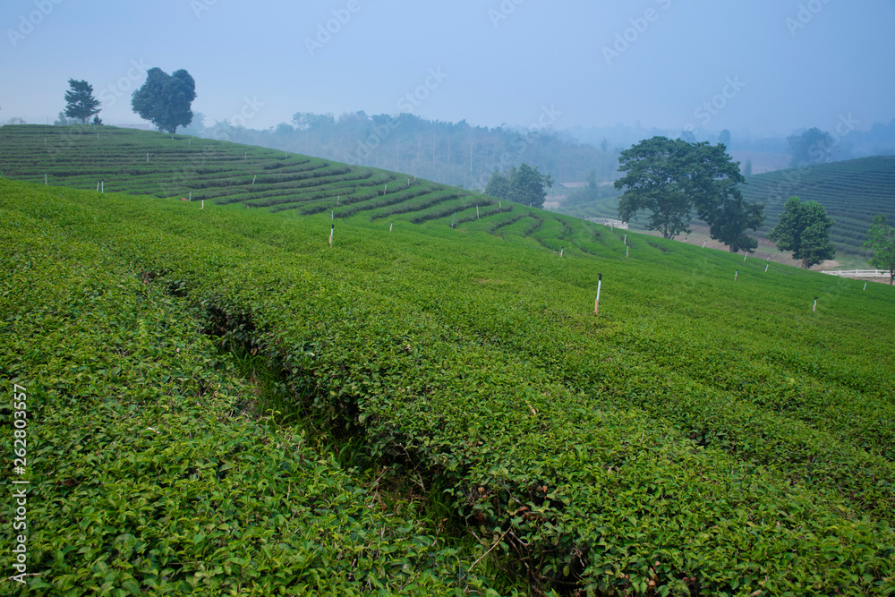 Tea field plantation landscape view in Chiangrai, Thailand.