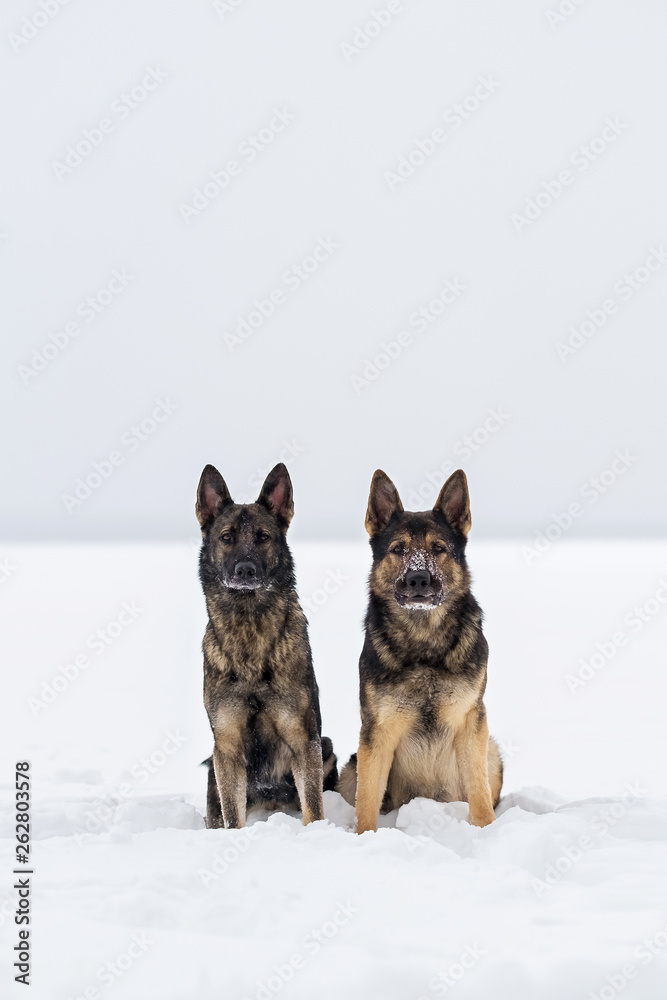 German shepherd dogs on a snow