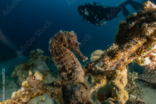 Fototapeta Naklejka Na Ścianę i Meble -  Sea ​​horse in the Red Sea Colorful and beautiful, Eilat Israel