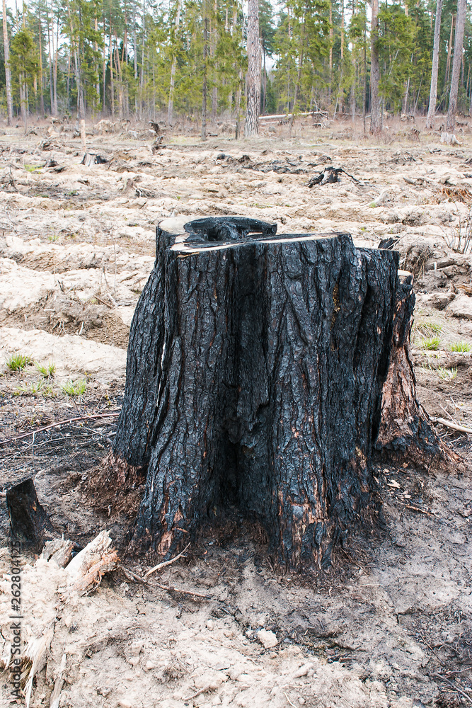 The stump of the burned down old cut tree costs burned down in the middle of a glade on which cutting down of the wood is made. The stump of the burned down old cut tree costs burned down in the middle of a glade on which cutting down of the wood is made.