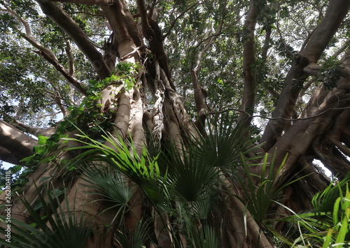 Esemplare di albero monumentale