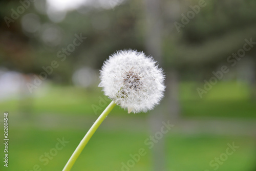 dandelion on background of green grass