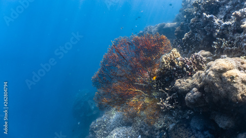 aquarium,aquatic life,background,beautiful,biodiversity,blue,camouflage,camouflage animal,camouflage fish,climate change,closeup,coexist,conservation,copy space,coral fish,coral reef,couple,depth of f